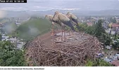 Störche-Kirchzarten 2024-07-03 18Uhr56-24.webp