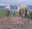 Störche-Kirchzarten 2024-07-03 19Uhr34-2.webp