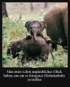 !1 a elephant.webp