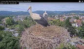Störche-Kirchzarten 2024-07-05 16Uhr37-07.png