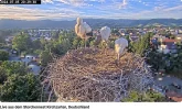 Störche-Kirchzarten 2024-07-05 20Uhr29-38.png