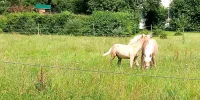 IMG_20240707_121410.webp
