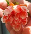 IMG_20240708_143547_HDR~3.webp