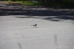 IMGP6459k.webp