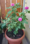 IMG_20240712_090626_HDR~2.webp
