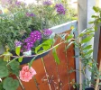 IMG_20240712_090729_HDR~2.webp