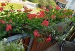 IMG_20240712_090757_HDR~2.webp