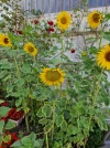 20240714_091600.webp