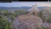 Kirchzarten-Störche Ulla-u-Edgar 2024-07-15 06Uhr5742.webp
