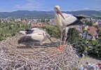 Kirchzarten-Störche Maxi-bettelt-Ulla-an 2024-07-15 2.webp