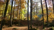 wald1.webp
