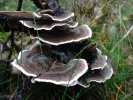 Kraft der Natur.webp