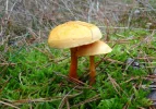 Pilze.webp Pilze.webp