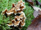 pilze.webp