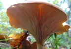 Pilze1.webp