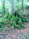Bild 1794.webp