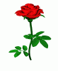 rosespin.gif