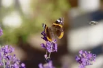 _IMGP7037k.webp
