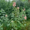 20240716_091245.webp