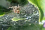 _IMGP7094_c2.webp