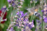 _IMGP7128_c2.webp