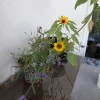 20240718_102249.webp