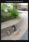 99 fang die maus.webp