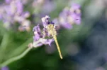 _IMGP7328k.webp