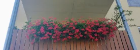 IMG_20240719_085412_HDR~2.webp