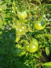 IMG_20240719_085526_HDR~2.webp