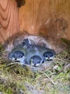 Meisenbabys.webp