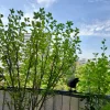 20240719_120801.webp