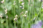 _IMGP7562k.webp