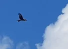 20240725_211506.webp