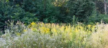 IMG_20240727_080702.webp