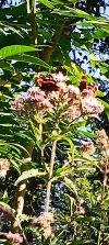 IMG_20240727_083455.webp