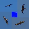 Greifvogel_Kollage.webp