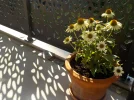 DSCN6373.webp