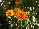 DSCN6375.webp