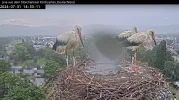 Störche-Kirchzarten_nach-Unwetter_2024-07-31 18Uhr53.webp
