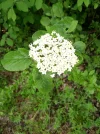 IMG_20210513_105352.webp