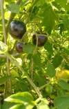 IMG_20240809_155900_HDR~2.webp