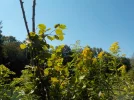 DSCN6395.webp