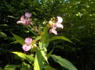 DSCN6411.webp
