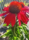 Echi1.webp