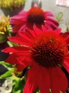 Echina.webp
