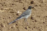 _IMGP9174c1dc.webp