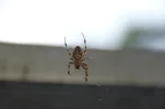 _IMGP9264k.webp