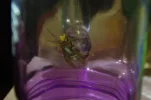 IMGP9311sk.webp