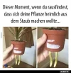 9 Pflanze.webp
